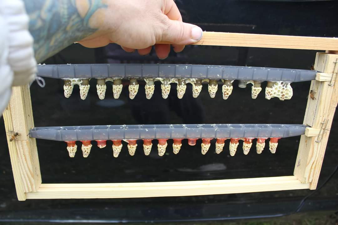 Locally raised and adapted Queens or pol-line queens from Baton Rouge $40