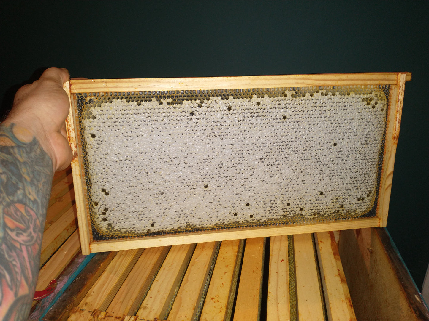 Locally raised and adapted Queens or pol-line queens from Baton Rouge $40