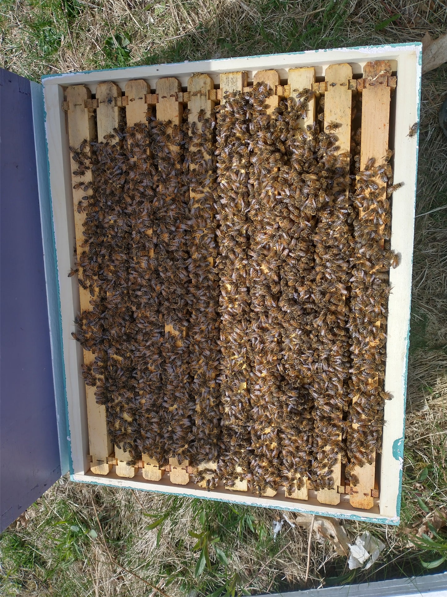 Locally raised and adapted Queens or pol-line queens from Baton Rouge $40