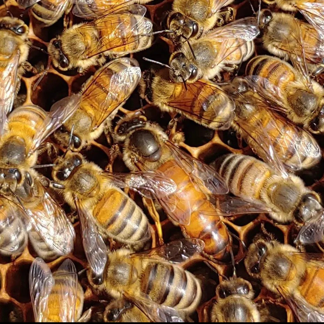 Early Spring Nucleus Colony (Nuc): Overwintered or VHS Pol-line Queen $220 ($50 deposit) - EARLY MAY PICK UP