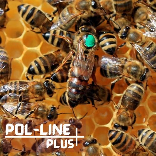 Early Spring Nucleus Colony (Nuc): Overwintered or VHS Pol-line Queen $220 ($50 deposit) - EARLY MAY PICK UP