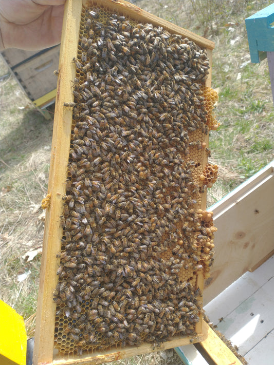 Summer Nucleus Colony (Nuc) with locally adapted Pepperell Bees Queen $200 ($50 deposit) - JUNE PICK UP