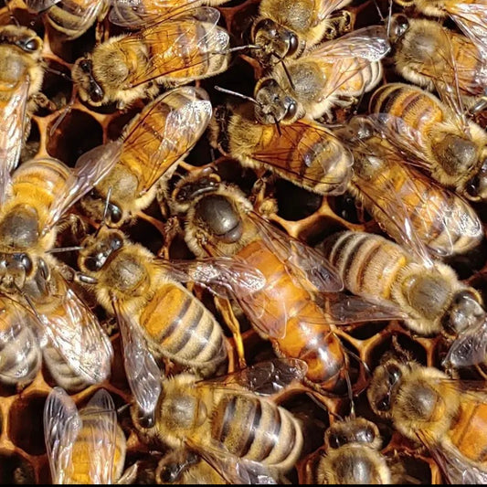 Locally raised and adapted Queens or pol-line queens from Baton Rouge $40